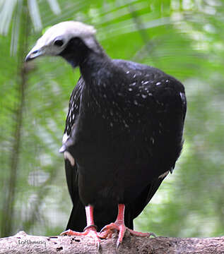 Image of Blue-throated Piping Guan