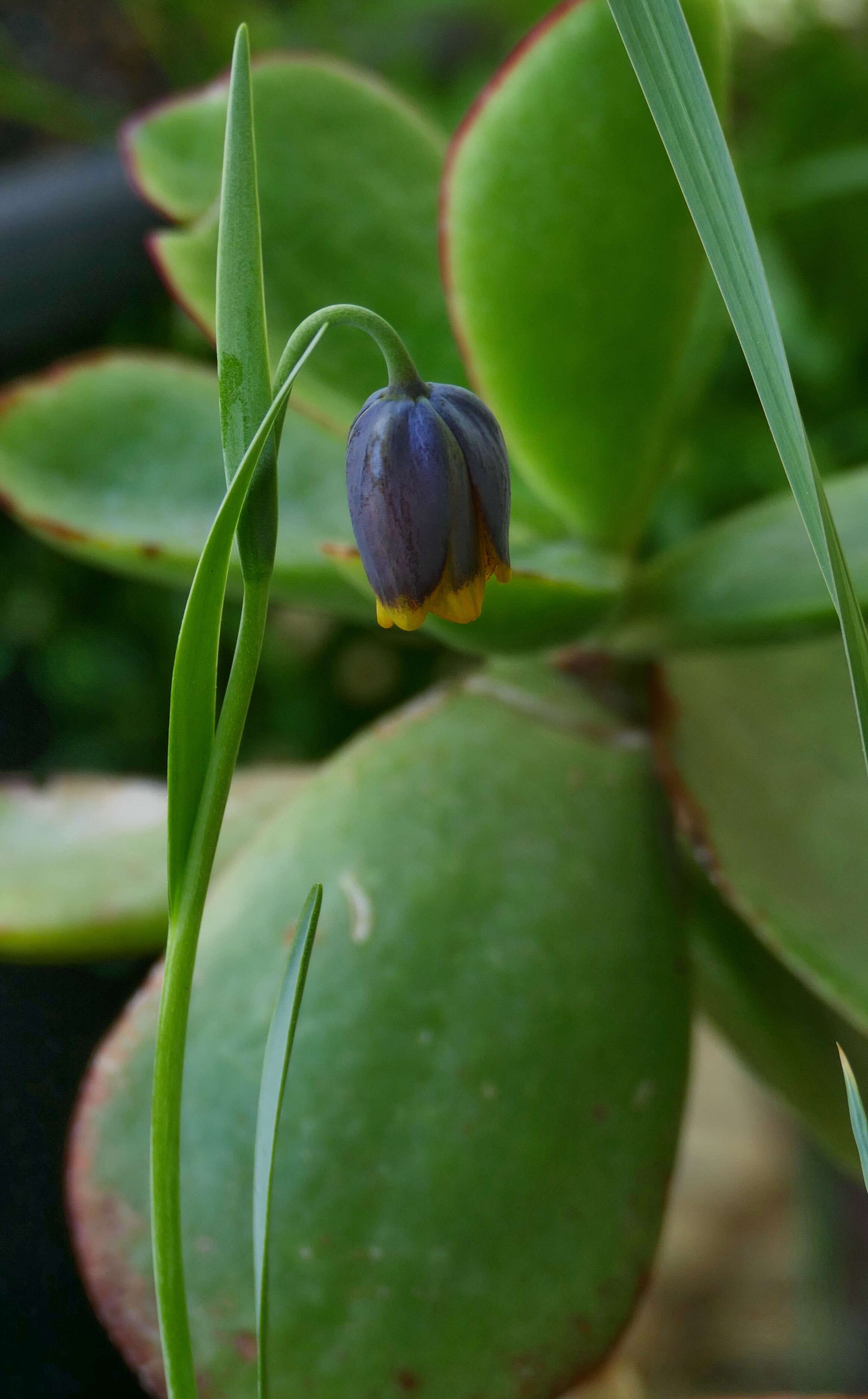 Слика од Fritillaria uva-vulpis Rix