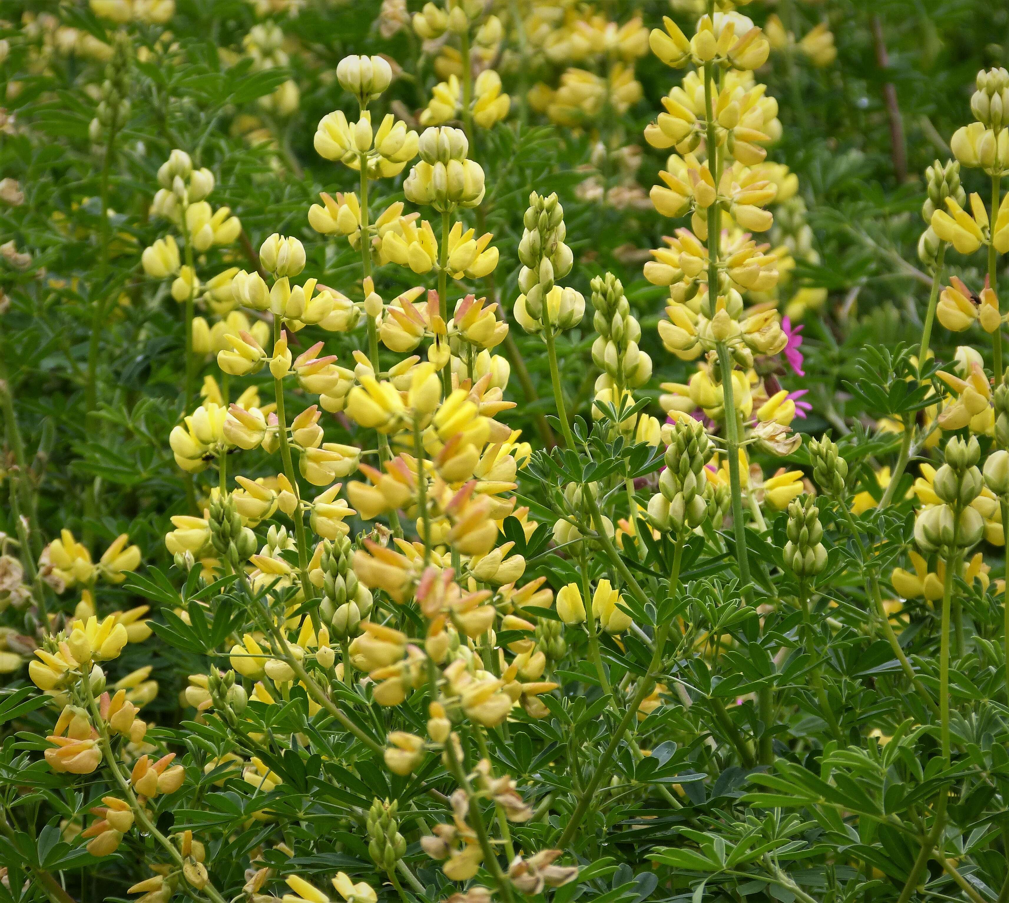 Image of Lupin