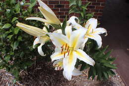 Lilium speciosum Thunb. resmi