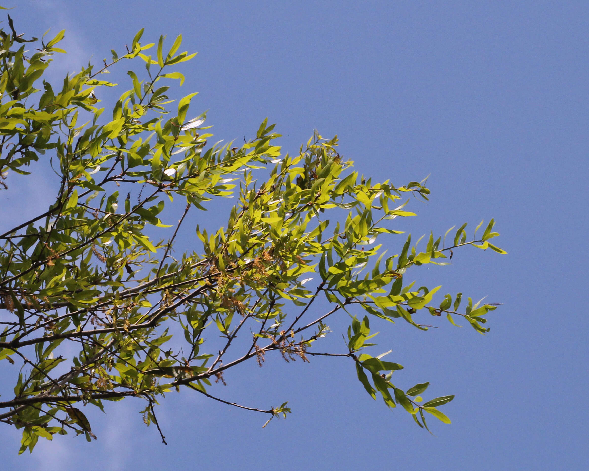 Sivun Quercus laurifolia Michx. kuva