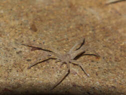 Image of long-legged sac spiders