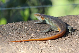 Image of Trachylepis margaretifera