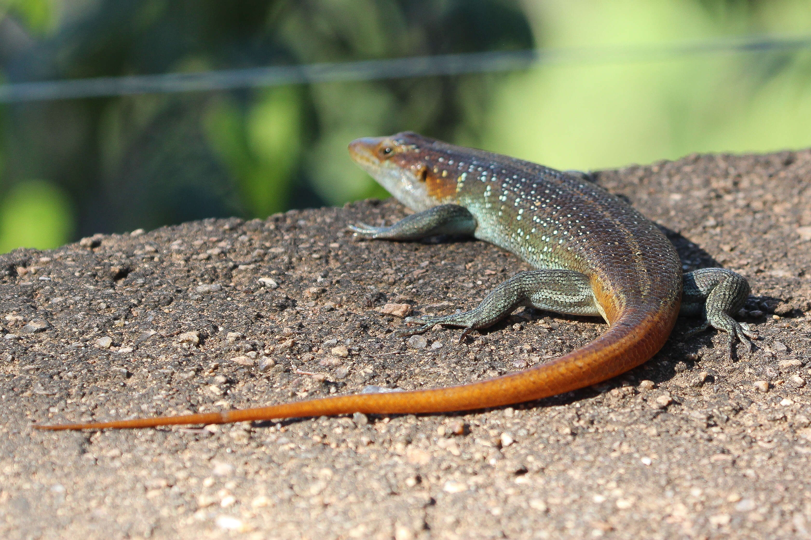 Sivun Trachylepis margaretifera kuva