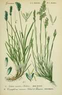 Image of Moor Grasses