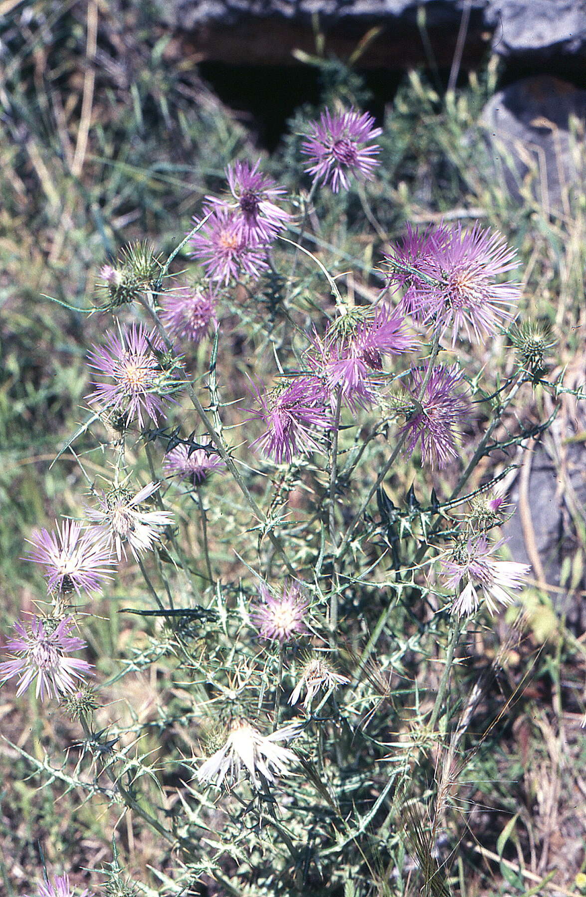 Image of Boar Thistle