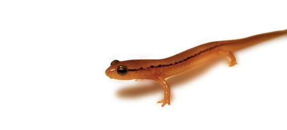 Image of Brook salamander