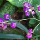 Image of Dianella ensifolia (L.) DC.