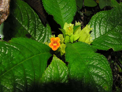 Image of Chrysothemis friedrichsthaliana (Hanst.) H. E. Moore