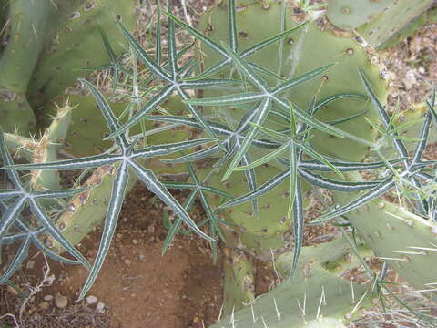 Image of fingerleaf gourd