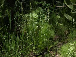 Image of Platanthera