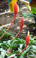 Image of Costus stenophyllus Standl. & L. O. Williams