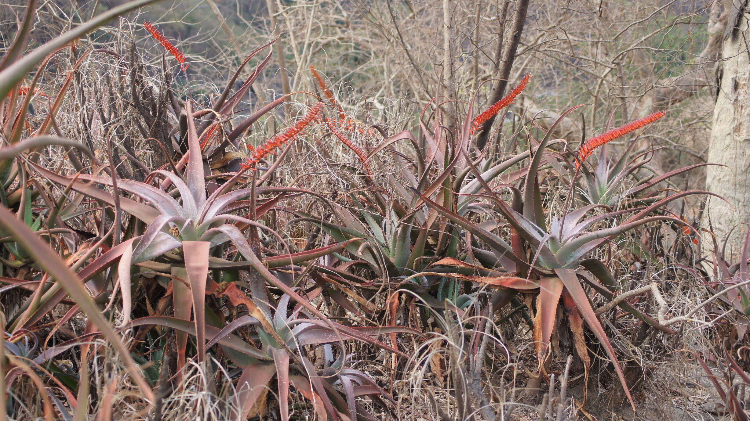 Image of Aloe mawii Christian