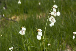 Image of cottongrass