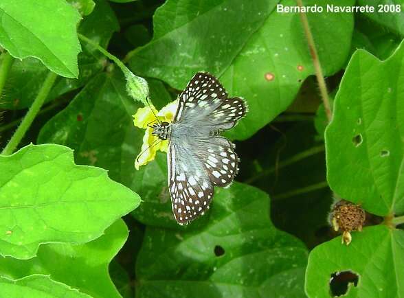 Image of Common Checkered Skipper