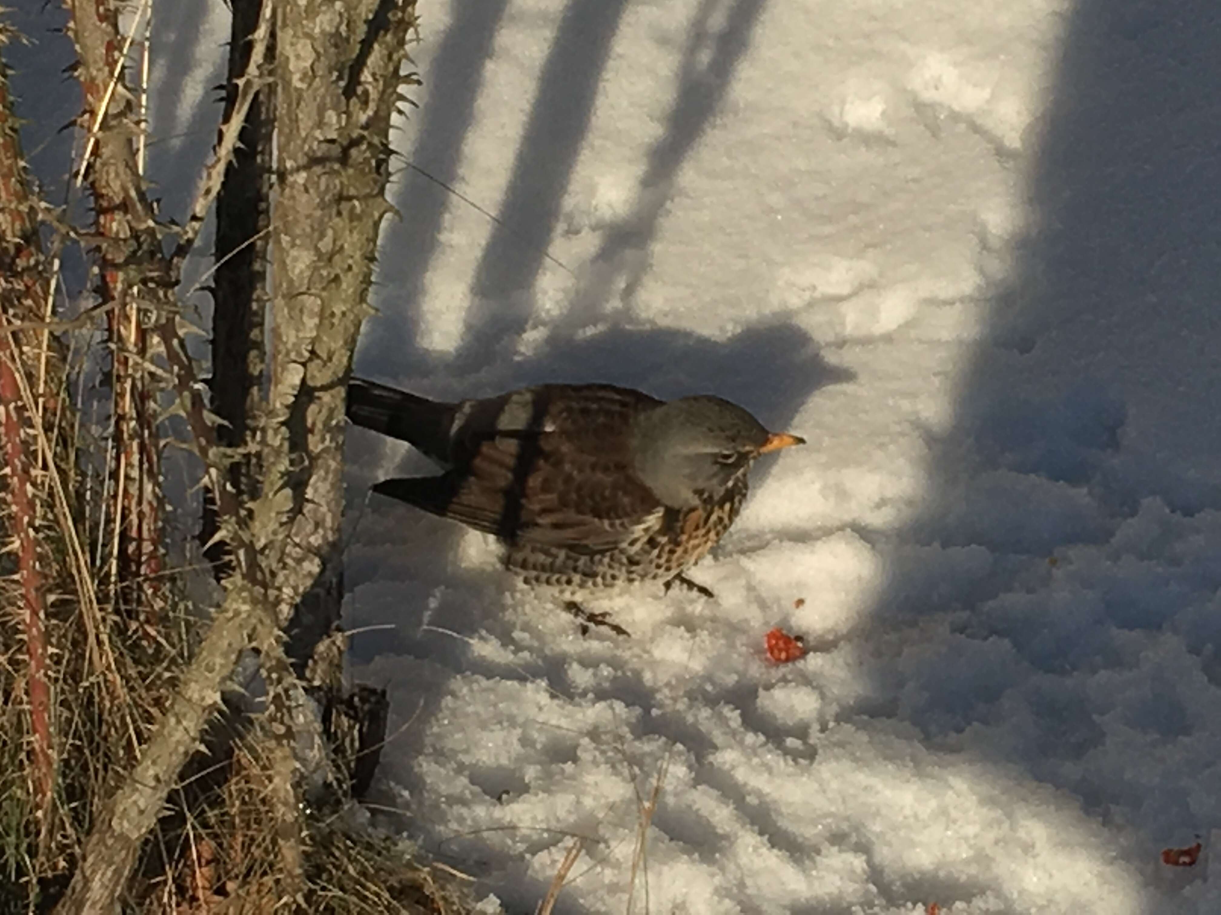 Image of Fieldfare