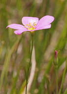 Image of largeflower rose gentian