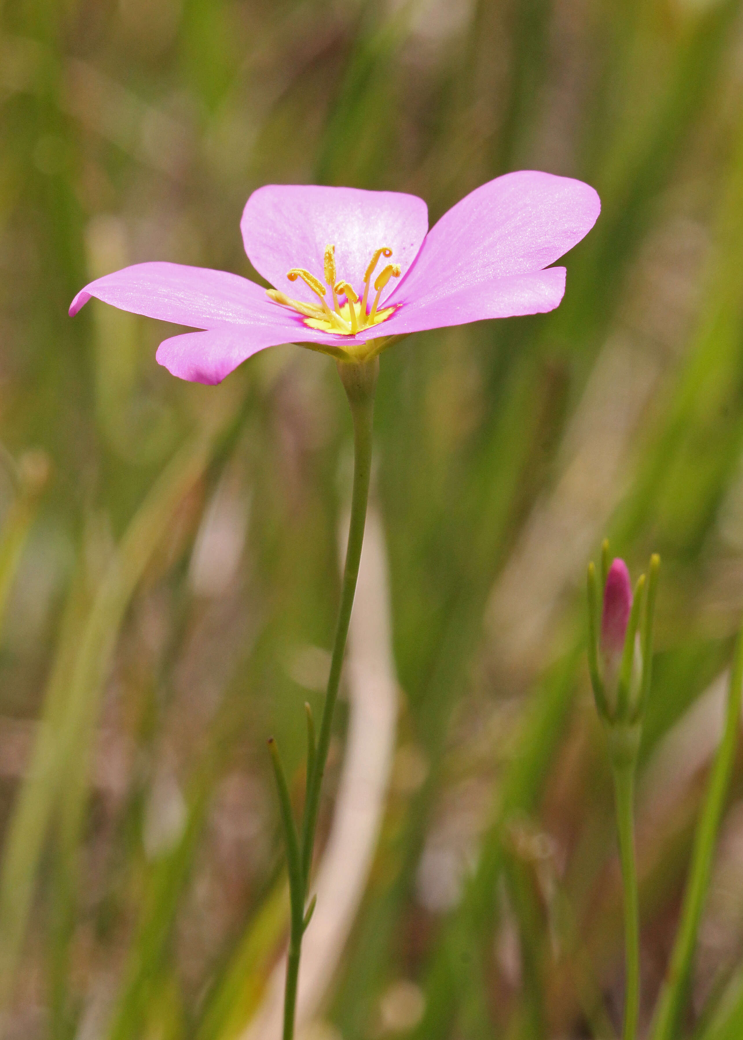 Image of largeflower rose gentian