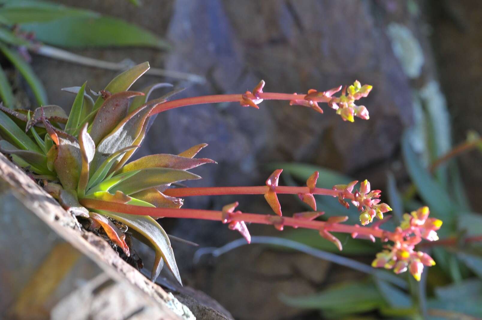 Imagem de Dudleya