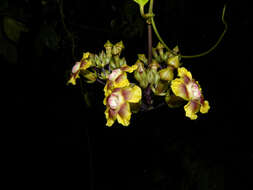 Image of Prestonia longifolia (Sessé & Moç.) J. F. Morales