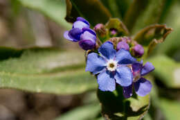 Sivun Andersonglossum kuva