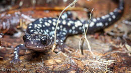 Image of Woodland salamander