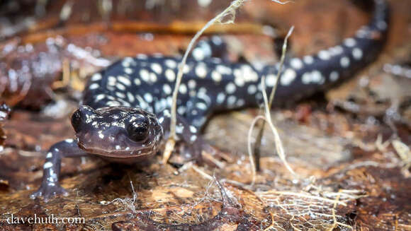 Plethodon glutinosus (Green 1818) resmi