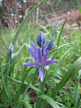 Imagem de Camassia quamash subsp. breviflora Gould