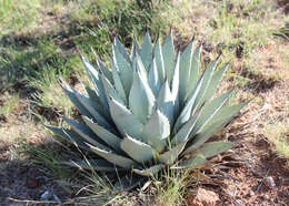 Image de Agave parryi subsp. neomexicana (Wooton & Standl.) B. Ullrich