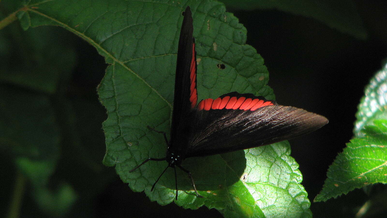 Imagem de Biblis