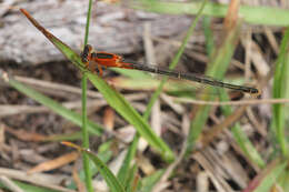 Image of forktail