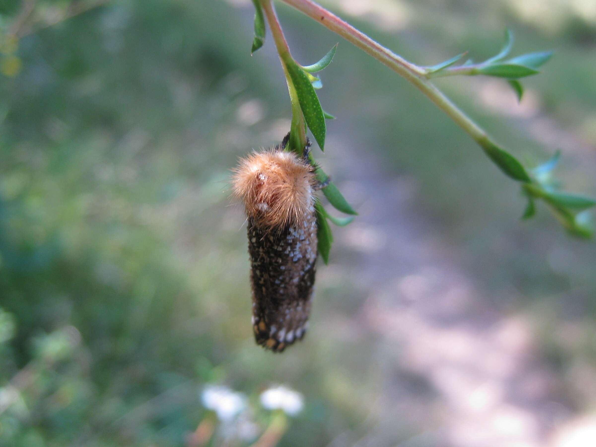 Image of Lepidoptera