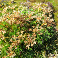 Image of Anisotome procumbens (F. Müll.) C. J. Webb