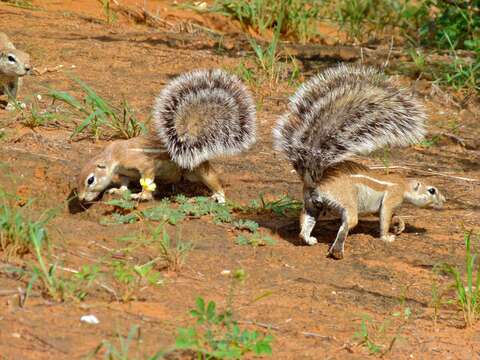 Слика од Xerus subgen. Geosciurus Smith 1834