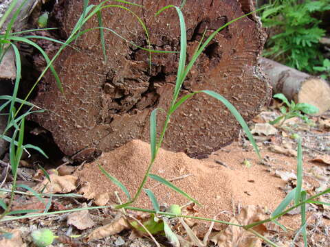 Image of Carpenter ant