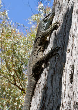 Image of Lace Monitor