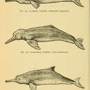 Image of Blind River Dolphin