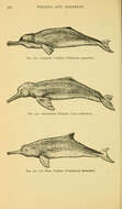 Image of Indian river dolphins