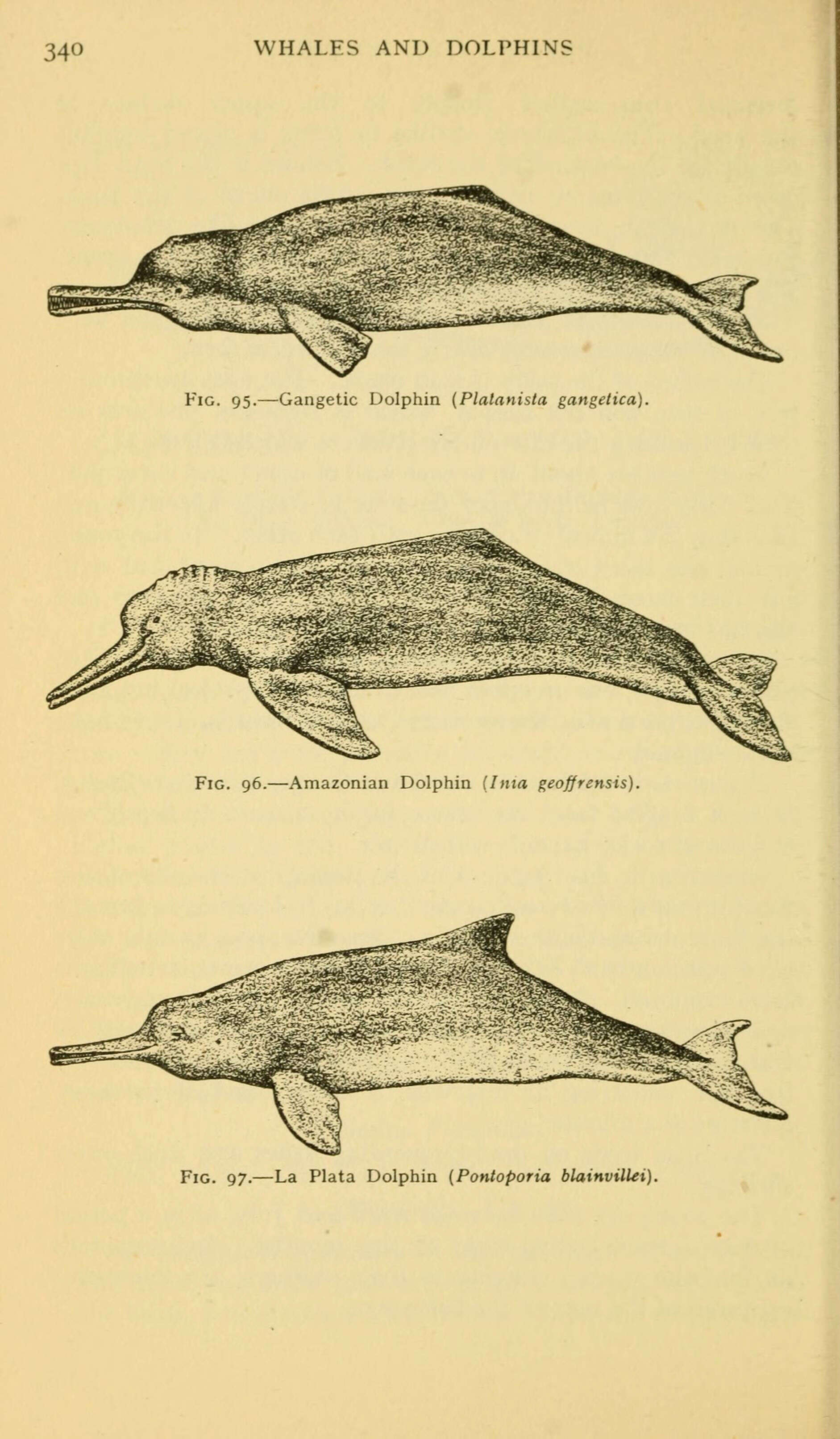 Image of Indian river dolphins