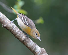 Image of New World orioles