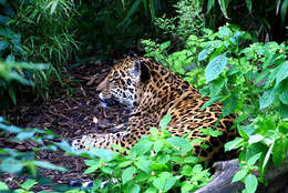 Image of Jaguar