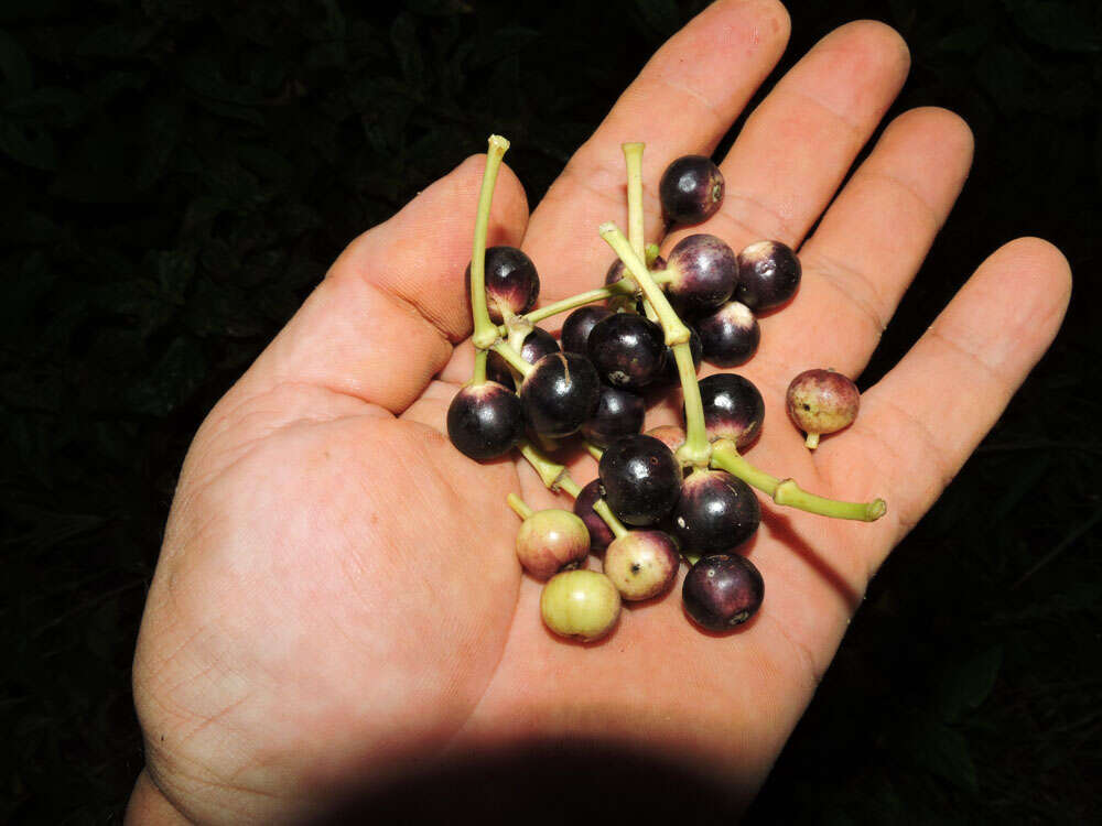 Imagem de Dendropanax caucanus (Harms) Harms