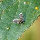 Image of Clytocerus ocellaris species