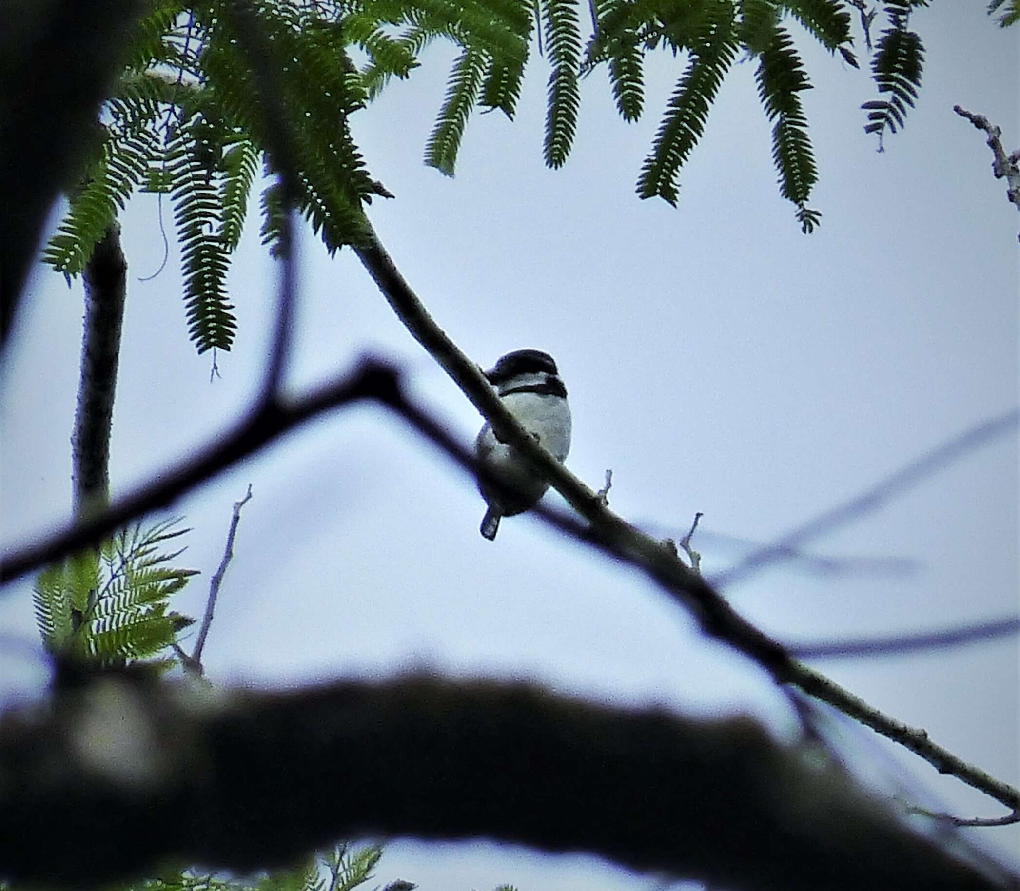 Image of Greater Pied Puffbird