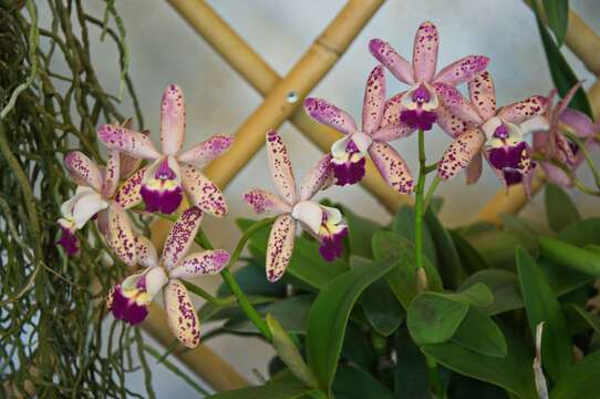 Image of Orchidaceae