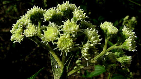 Image of Baccharis rhexioides Kunth