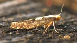 Imagem de Argyresthia conjugella Zeller 1839