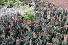 Image of Brownspine Pricklypear