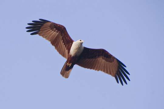 Image of Brahminy Kite