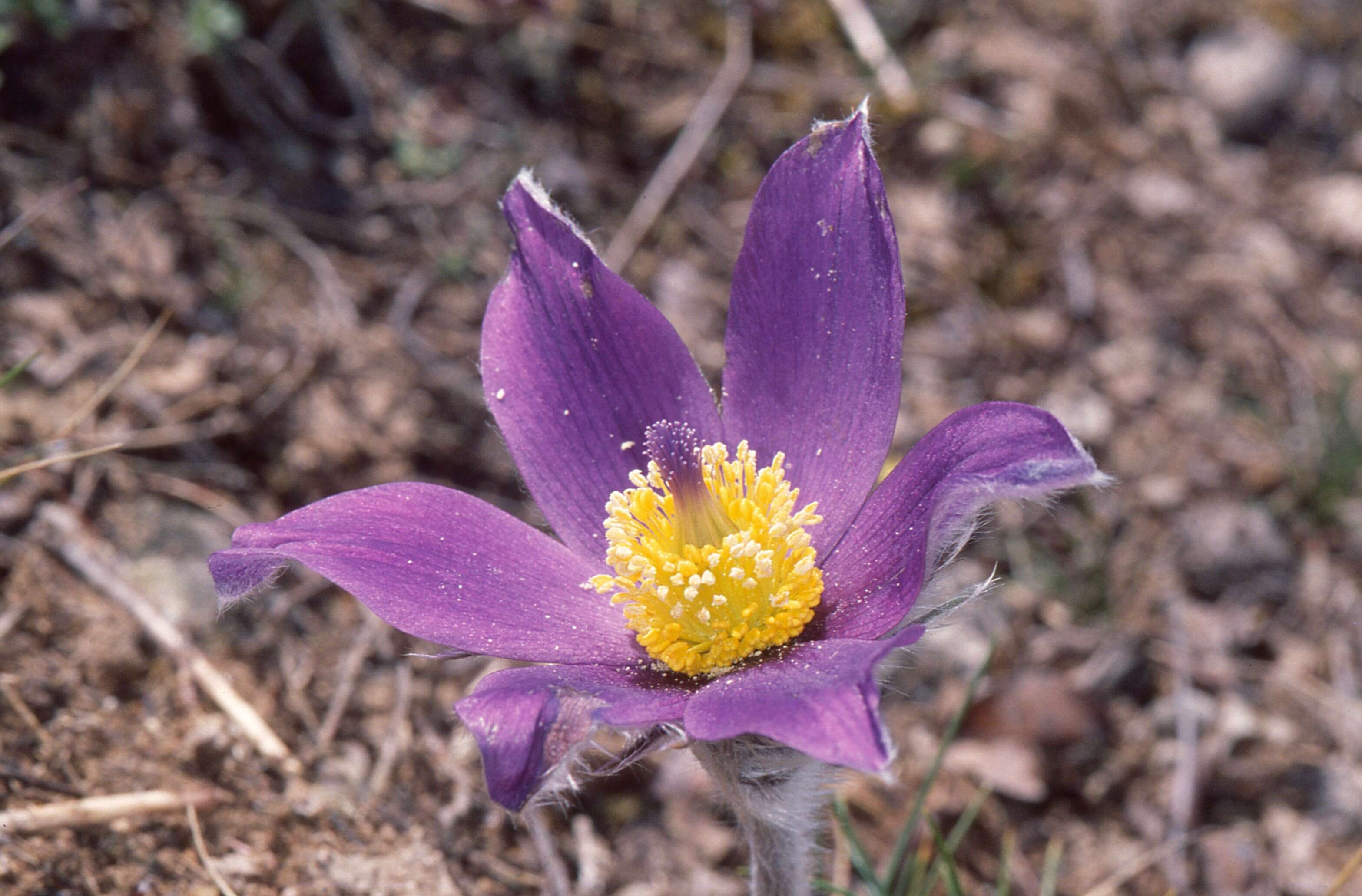 Image of pasqueflower